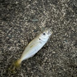 アジ