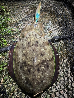コウイカの釣果