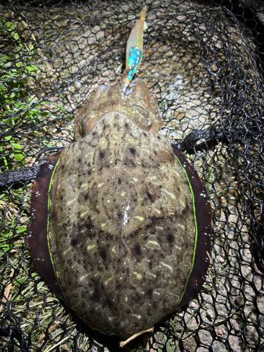 コウイカの釣果