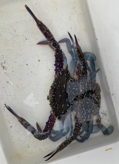 タイワンガザミの釣果