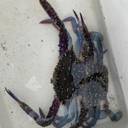 タイワンガザミ