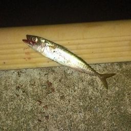 サバ