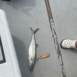 タチウオ
