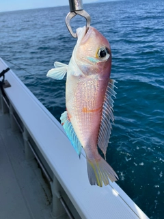 アマダイの釣果