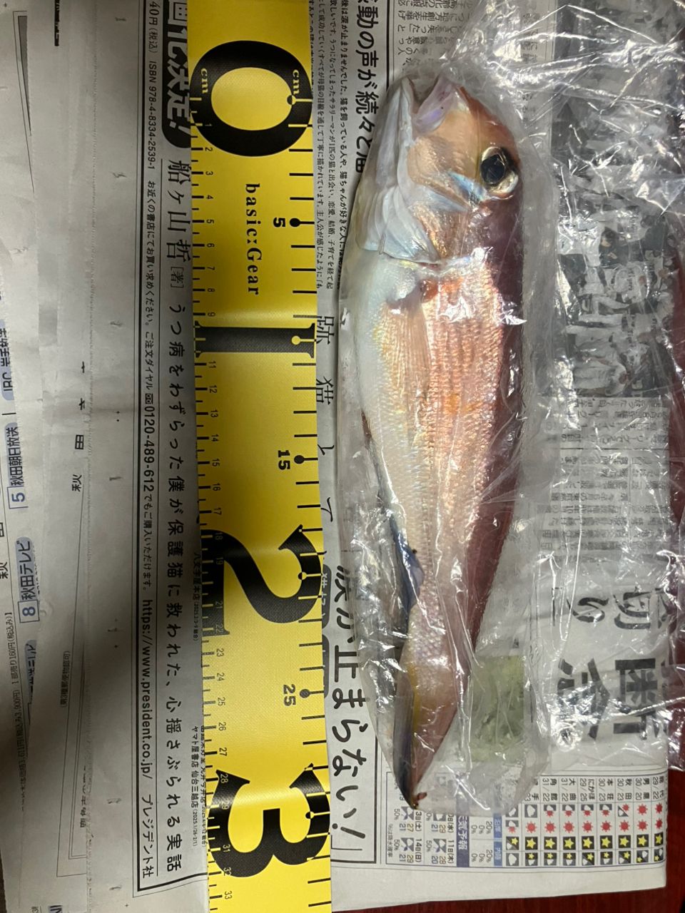 アマダイ