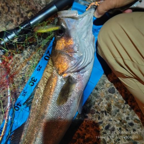 シーバスの釣果