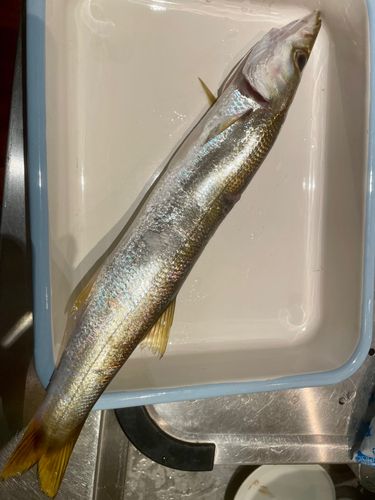 カマスの釣果