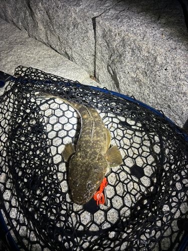 マゴチの釣果