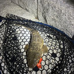 マゴチ