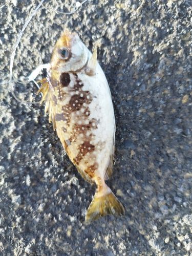 アイゴの釣果