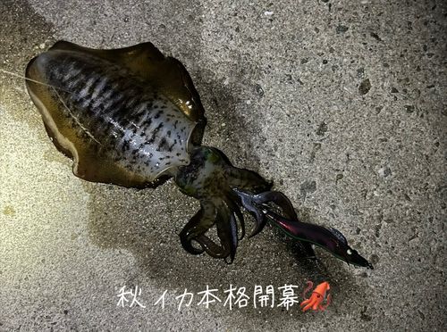 アジュール舞子