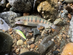 ヤマメの釣果