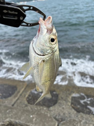 クロサギの釣果