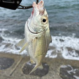 クロサギ