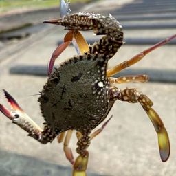 タイワンガザミ