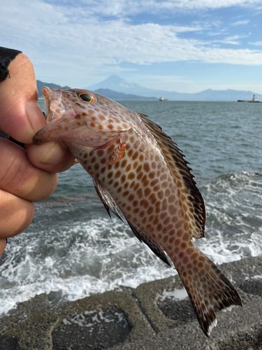 オオモンハタの釣果