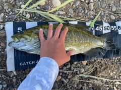 スモールマウスバスの釣果