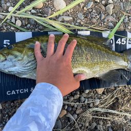 スモールマウスバス