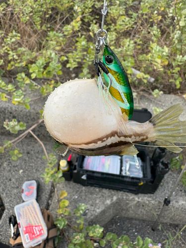 キタマクラの釣果
