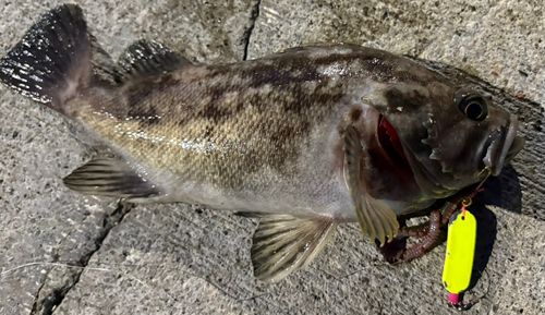 ソイの釣果