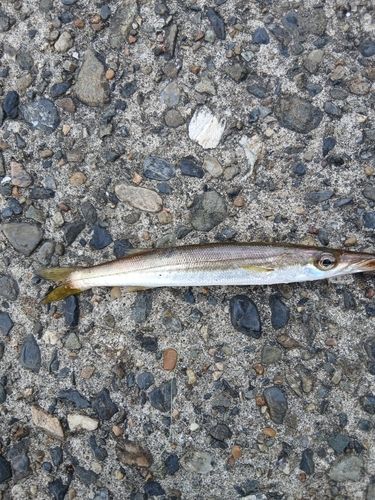 アカカマスの釣果