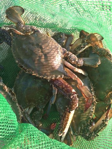 ワタリガニの釣果
