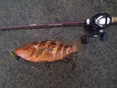 アコウの釣果