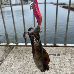 アオリイカ