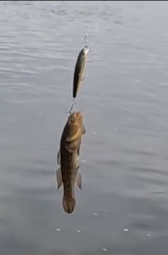ハゼの釣果