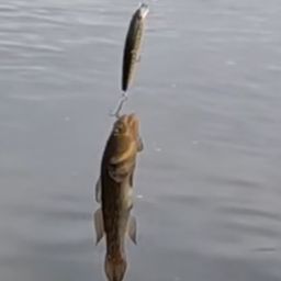 ハゼ