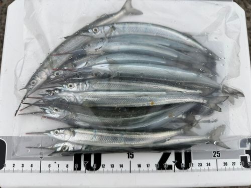 サヨリの釣果
