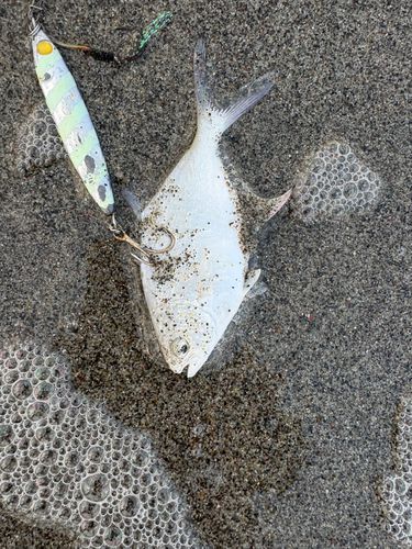 メッキの釣果