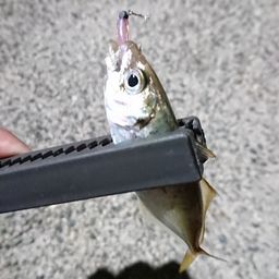 アジ