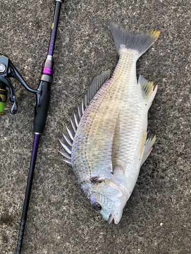 キビレの釣果