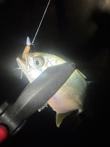 メッキの釣果