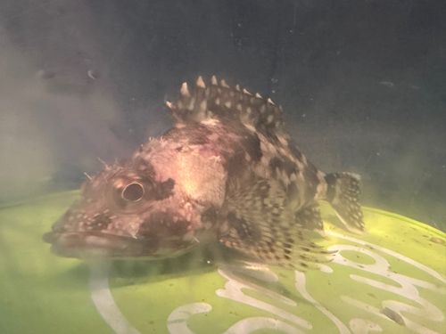 カサゴの釣果