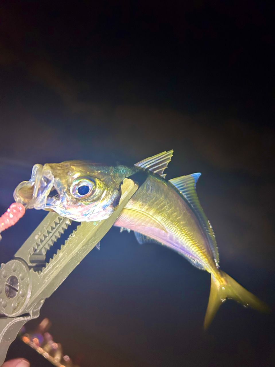 アジ