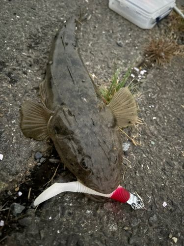 マゴチの釣果