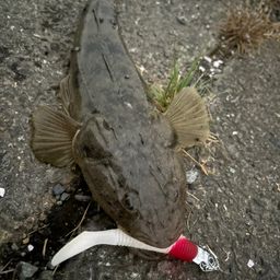 マゴチ