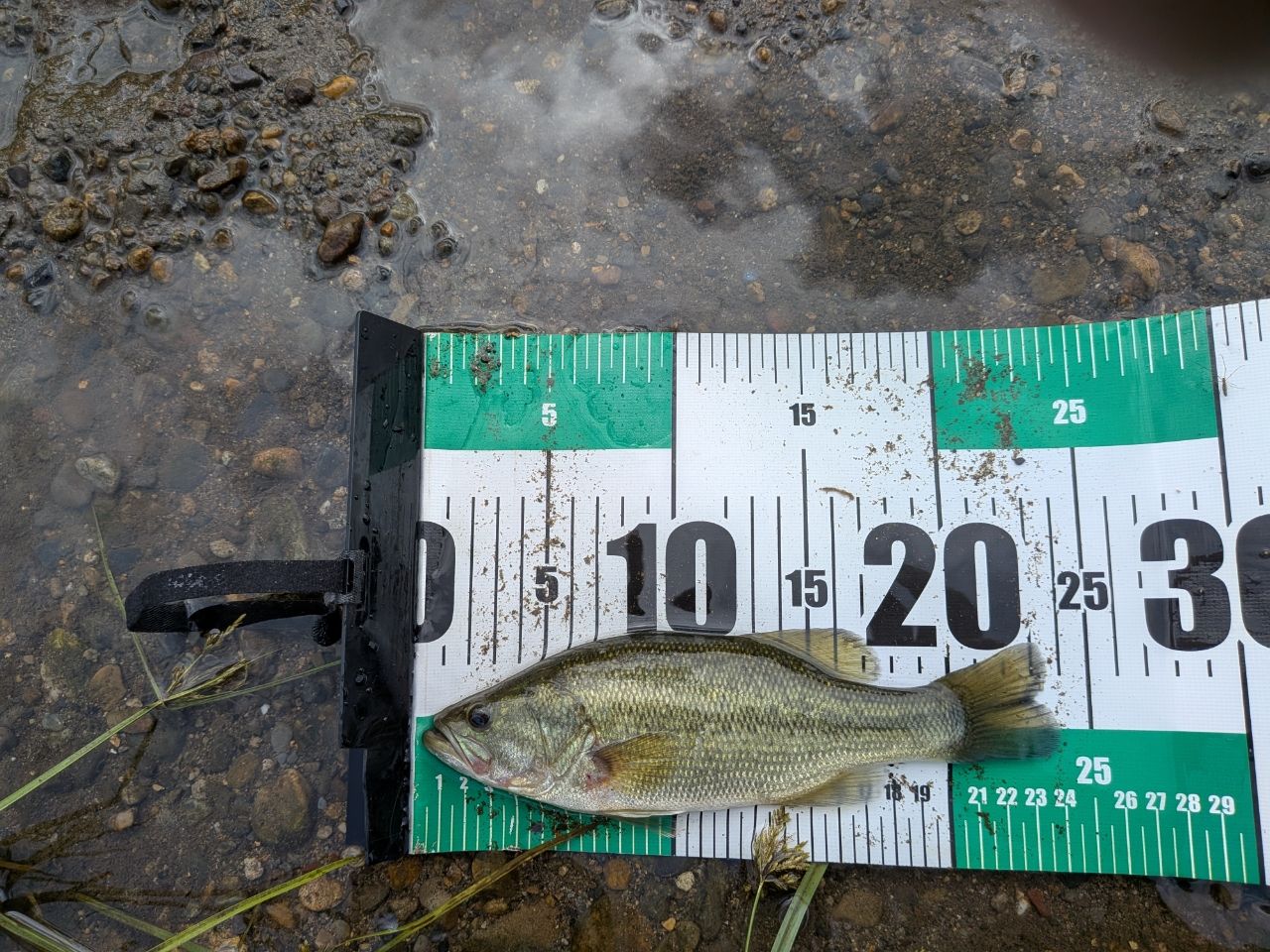 ラージマウスバス