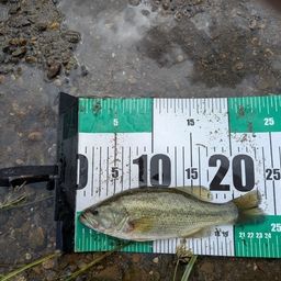 ラージマウスバス