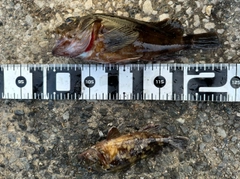 カサゴの釣果