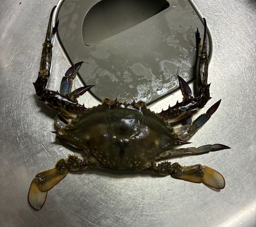 舘鼻漁港