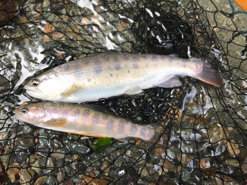 ヤマメの釣果