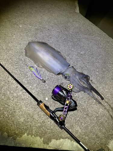 アオリイカの釣果