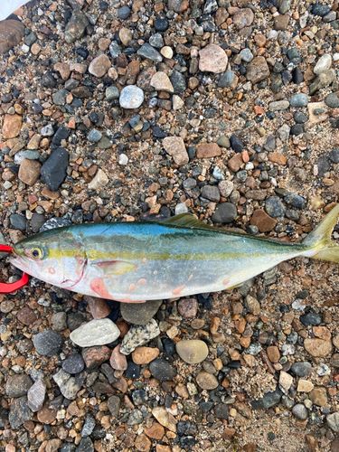 ツバイソの釣果