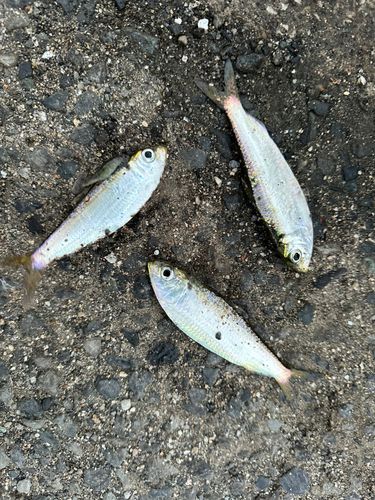 サッパの釣果