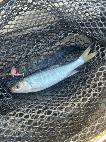 オイカワの釣果