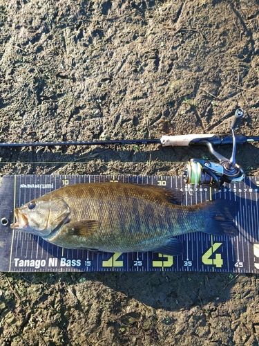 スモールマウスバスの釣果