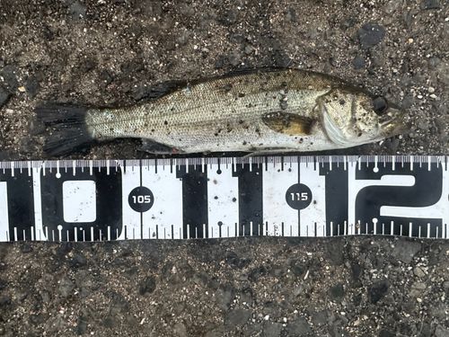 マルスズキの釣果